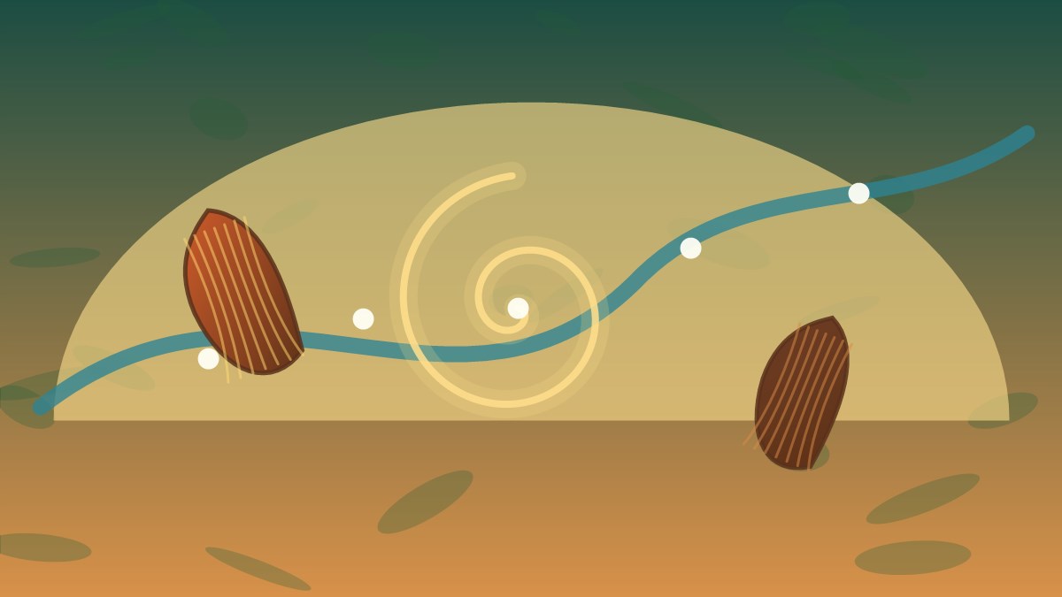 Ilustración de una ruta simbólica entre río, cacao y espiral para representar el paisaje Chinchipe-Marañón